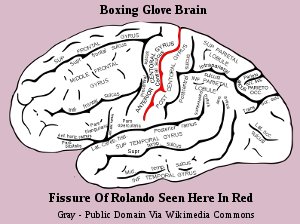 Human Brain Fissures