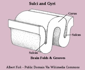 Human Brain Gyri and Sulci