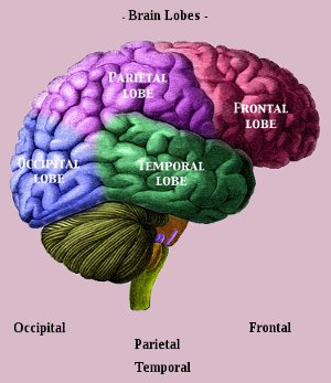 Human Brain Lobes