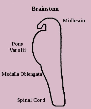 Human Brainstem Human Brainstem