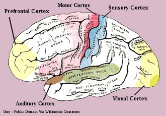 Human Brain cortices