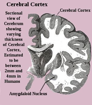Human Cerebral Cortex