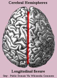 Human Brain Cerebral Hemispheres