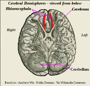 Human Brain Cerebrum
