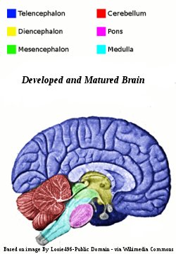 Mature Human Brain