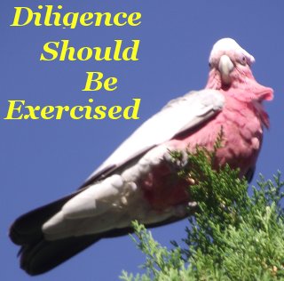Diligence should be exercised