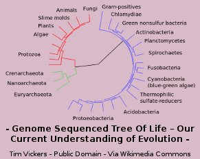 Genome sequencing tree of life - Our current understanding of evolution Genome sequencing tree of life - Our current understanding of evolution
