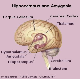 Human Brain - Hippocampus and Amygdala Human Brain - Hippocampus and Amygdala