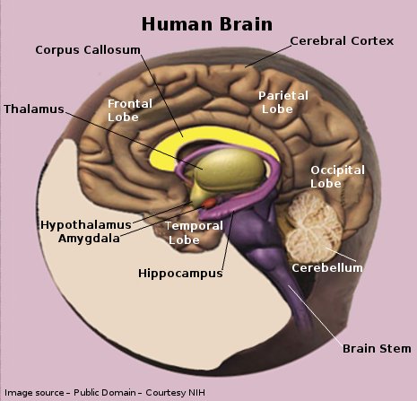 Human Brain Human Brain