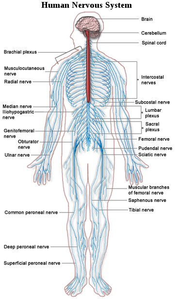 Human Nervous System