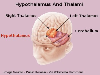 Human Brain Hypothalamus