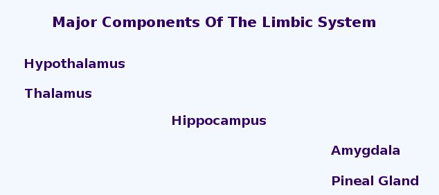Major Components Of The Limbic System Major Components Of The Limbic System
