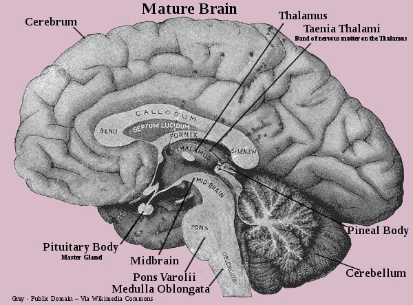 Brain Structure - Meet Your Brain