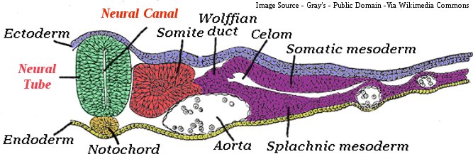 Human Neural Tube