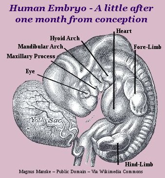 Human embryo one month old Human embryo one month old