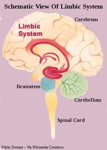Your Limbic System Is You - In All Your Glory