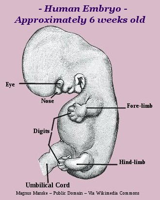 Human embryo six weeks old Human embryo six weeks old