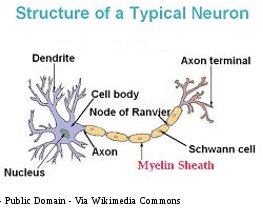 Human Brain Structure of Typical Neuron