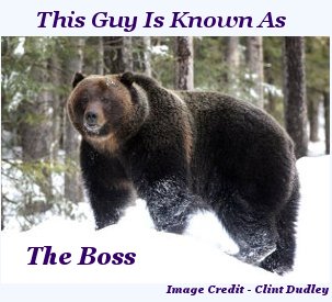 The Boss The Boss