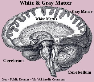 Human Brain - White and Gray Matter