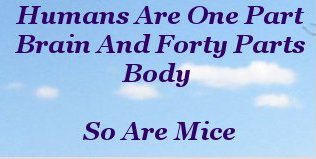 Humans are one part brain and forty parts body so are mice Humans are one part brain and forty parts body so are mice